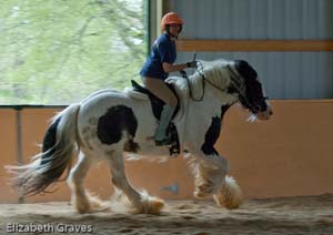 Knie Gypsy Vanner clinic