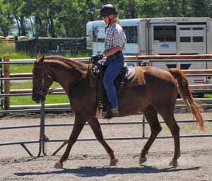 Liz Graves on foxtrotter