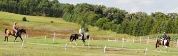 spotted saddle horse